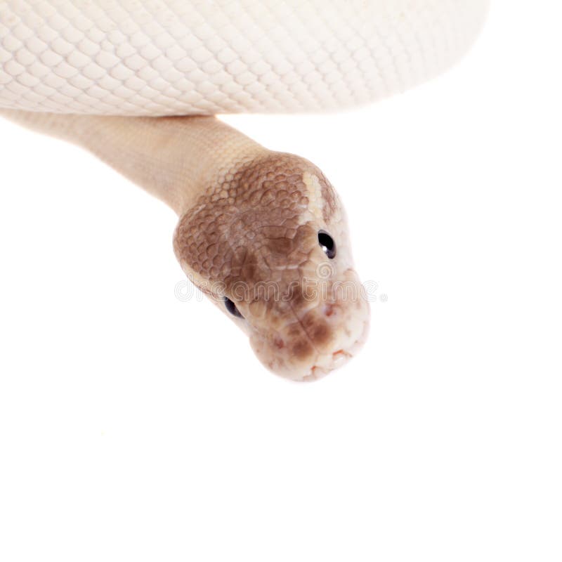 Royal Python, or Ball Python on white stock photos