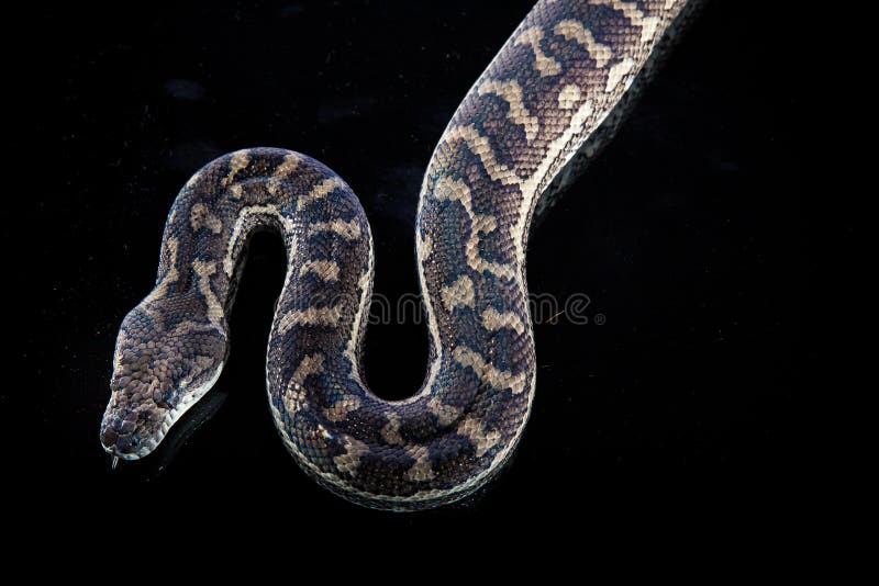 Royal Python, or Ball Python Python Regius Stock Image - Image of curve ...