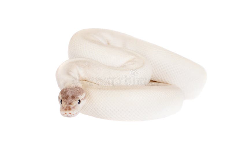 Royal Python, or Ball Python on White Stock Image - Image of serpent ...