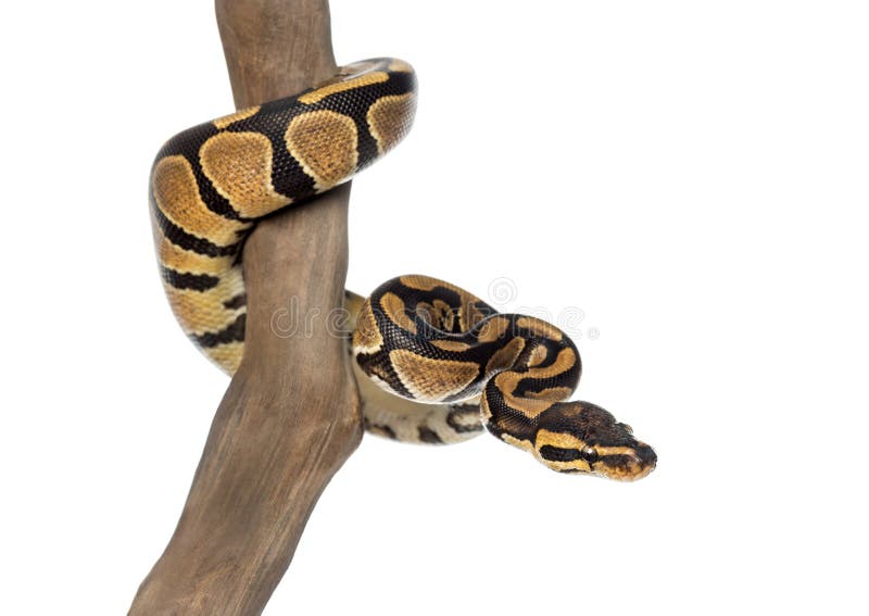 Royal python on a branch, Python regius, isolated royalty free stock image
