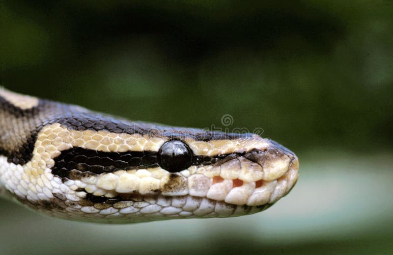 ROYAL PYTHON python regius, CLOSE-UP OF HEAD. Python snake head stock images, royalty-free photos and pictures