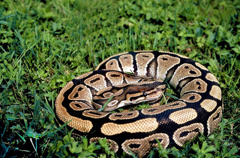 ROYAL PYTHON python regius stock photo. Image of snake - 194421468