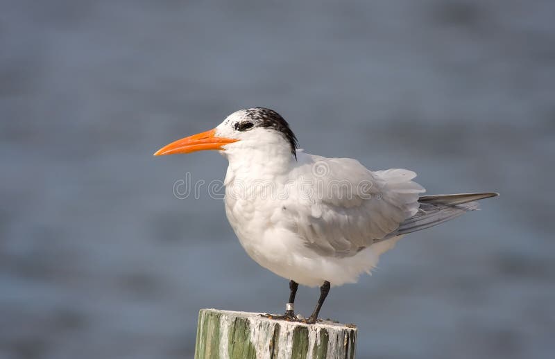 A Royal Tern rests on a piling