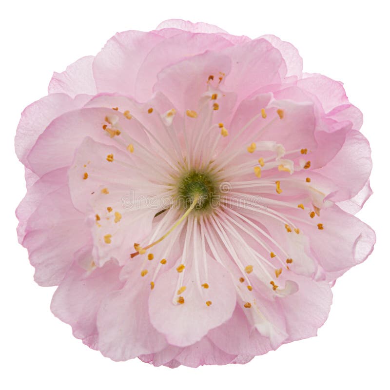 Roze amandelbloesem, geïsoleerd op witte achtergrond stock afbeelding