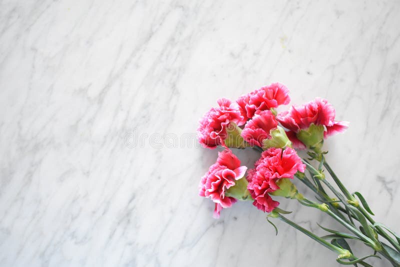 A close up of magenta carnations against a white marble table. A close up of magenta carnations against a white marble table.