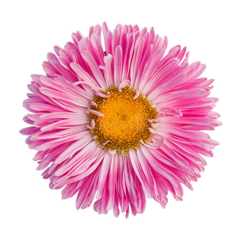 Roze aster royalty-vrije stock afbeelding Roze aster royalty-vrije stock afbeelding