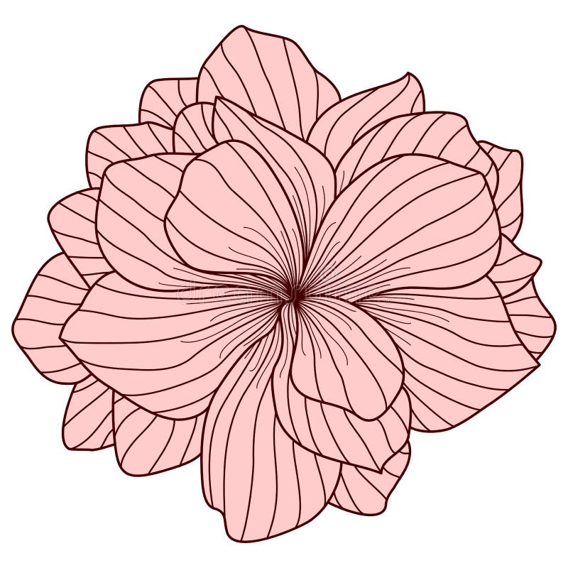 Roze begoniabloem vector illustratie Roze begoniabloem vector illustratie