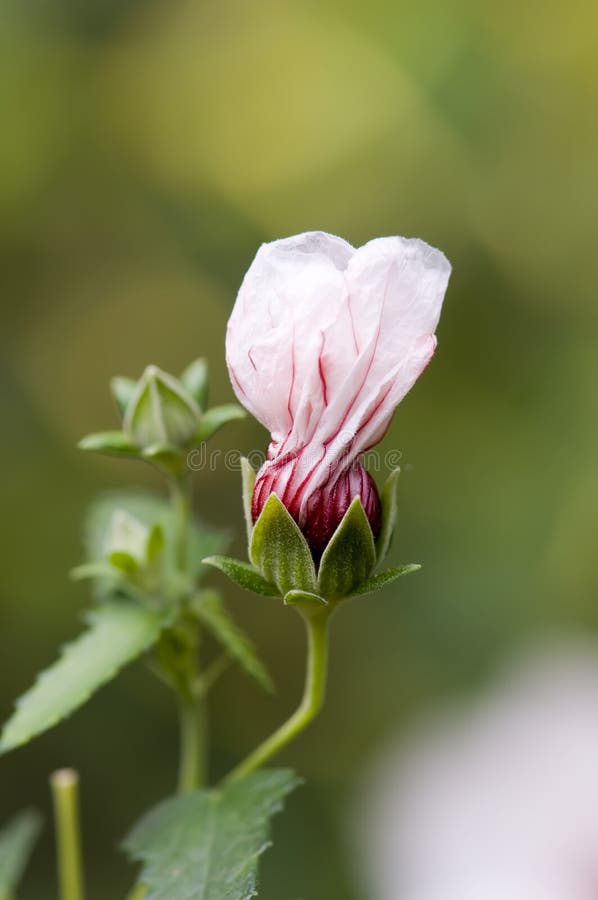Roze bloei stock fotografie