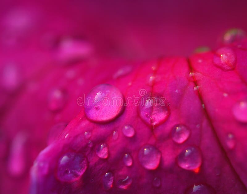 Macro of pink flower with dew drops. Macro of pink flower with dew drops