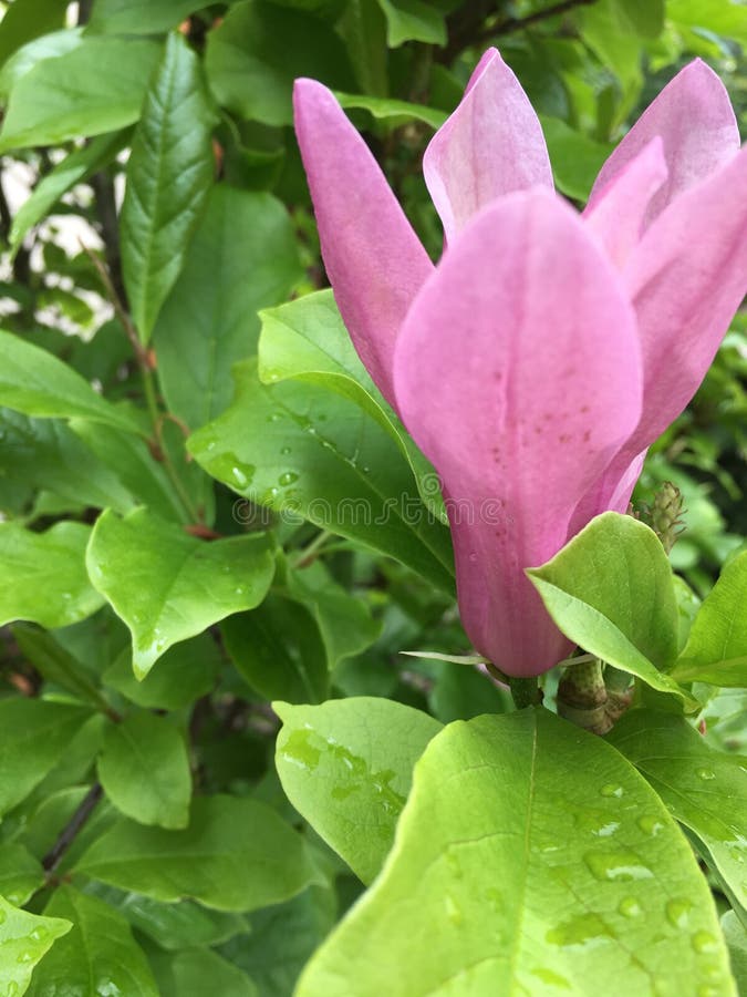 Roze Bloem royalty-vrije stock afbeelding Roze Bloem royalty-vrije stock afbeelding
