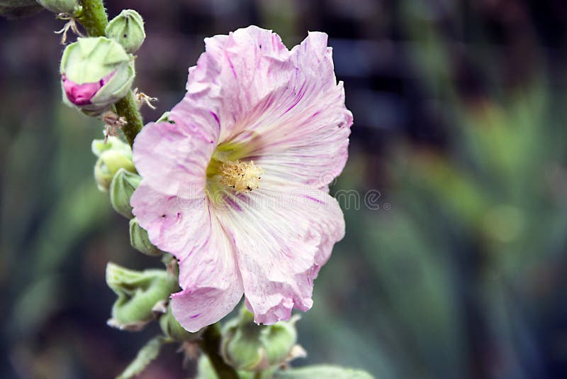 Roze bloem van een boommalve tegen een achtergrond van groen gras in een tuin stock foto Roze bloem van een boommalve tegen een achtergrond van groen gras in een tuin stock foto