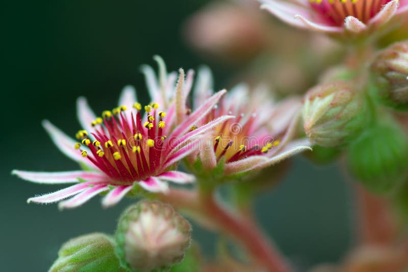 Roze Bloem van een Gemeenschappelijke Houseleek royalty-vrije stock afbeelding Roze Bloem van een Gemeenschappelijke Houseleek royalty-vrije stock afbeelding
