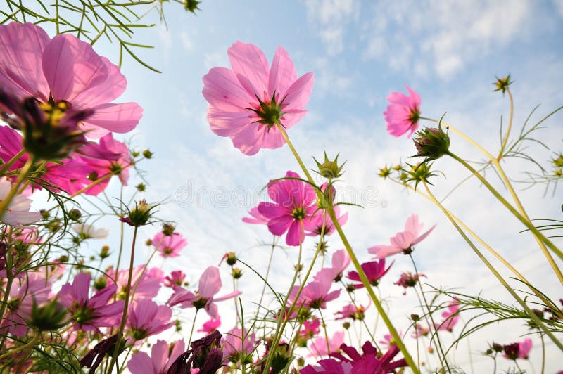 Roze bloemen royalty-vrije stock afbeelding Roze bloemen royalty-vrije stock afbeelding
