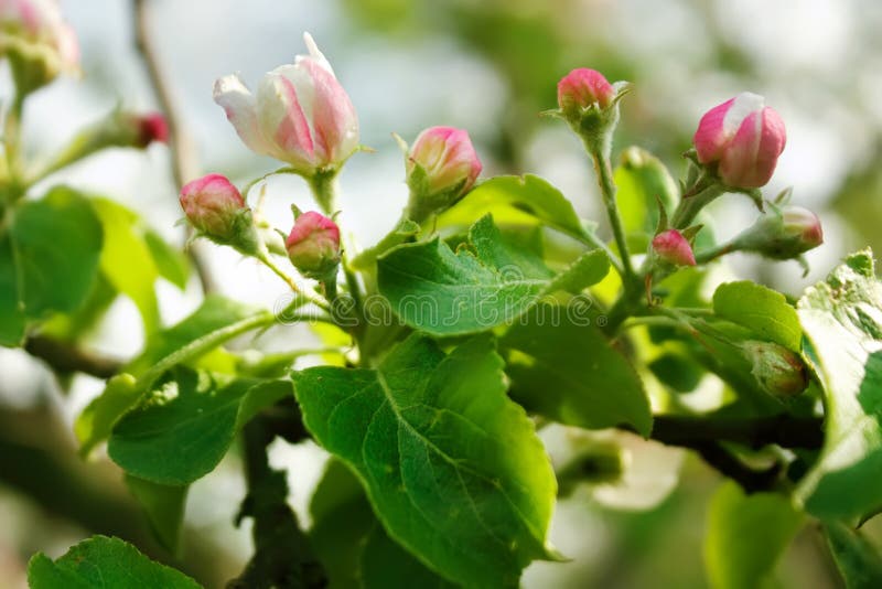 Roze bloemen van bloeiende appelboom in de de lentetuin stock foto Roze bloemen van bloeiende appelboom in de de lentetuin stock foto