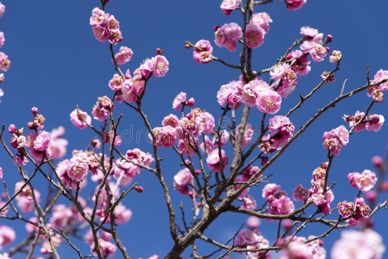 Roze Bloemen van Cherry Plum-boom, de bloem van Japan, Schoonheidsconcept, Japans Kuuroordconcept royalty-vrije stock fotografie Roze Bloemen van Cherry Plum-boom, de bloem van Japan, Schoonheidsconcept, Japans Kuuroordconcept royalty-vrije stock fotografie