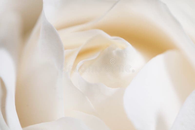 Roze bloemfragment macro stock foto