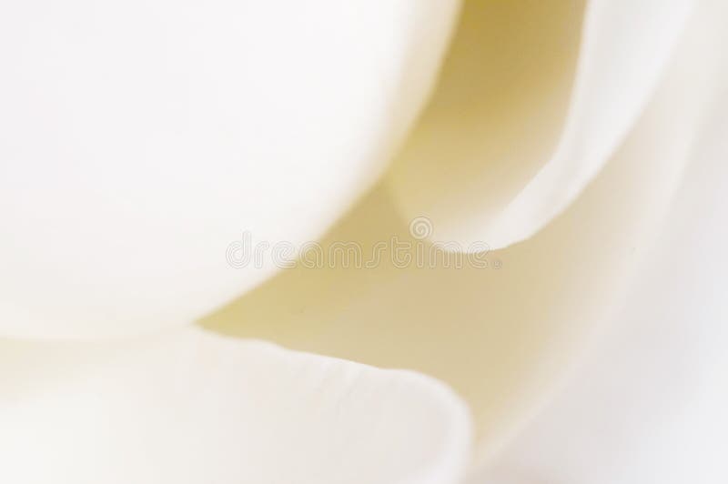 Roze bloemfragment macro royalty-vrije stock afbeeldingen