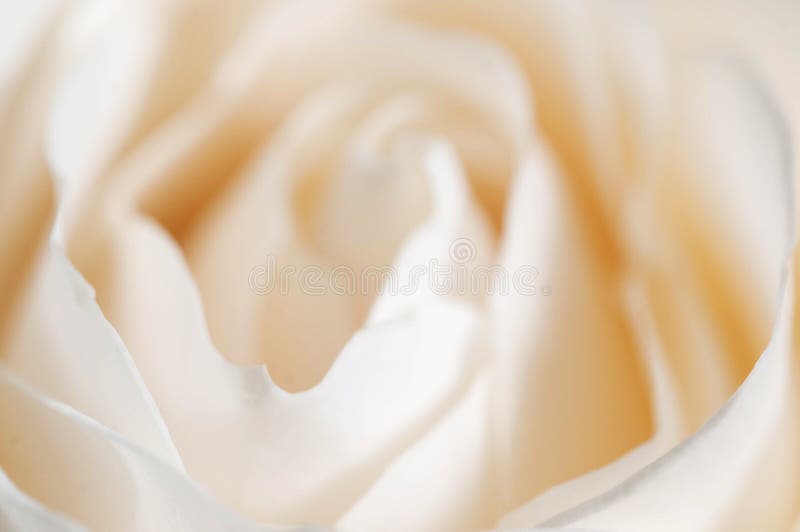 Roze bloemfragment macro stock fotografie