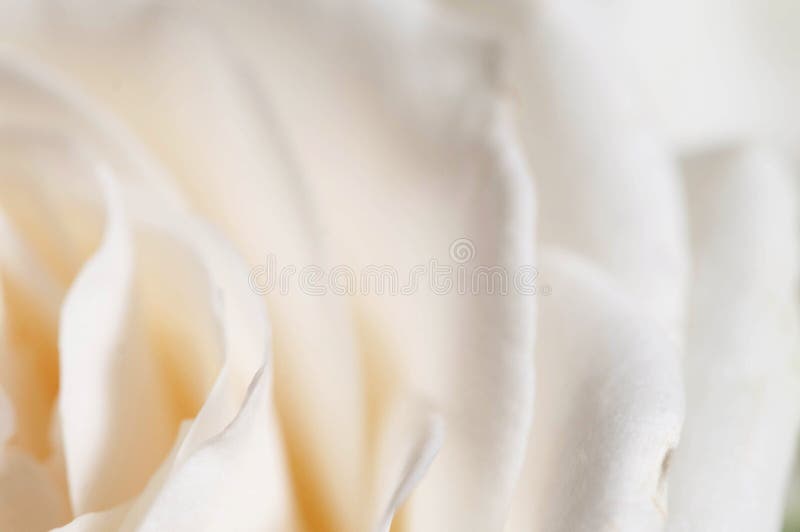 Roze bloemfragment macro stock foto's