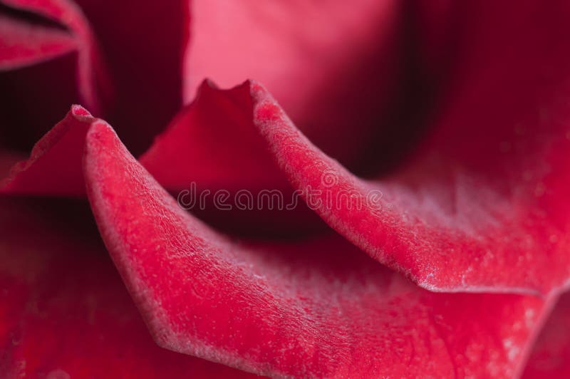 Roze bloemfragment royalty-vrije stock afbeelding