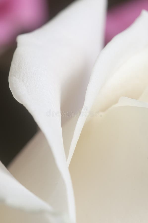 Roze bloemfragment macroshot royalty-vrije stock afbeeldingen