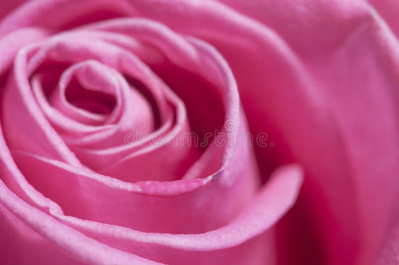 Roze bloemfragment macroshot stock fotografie