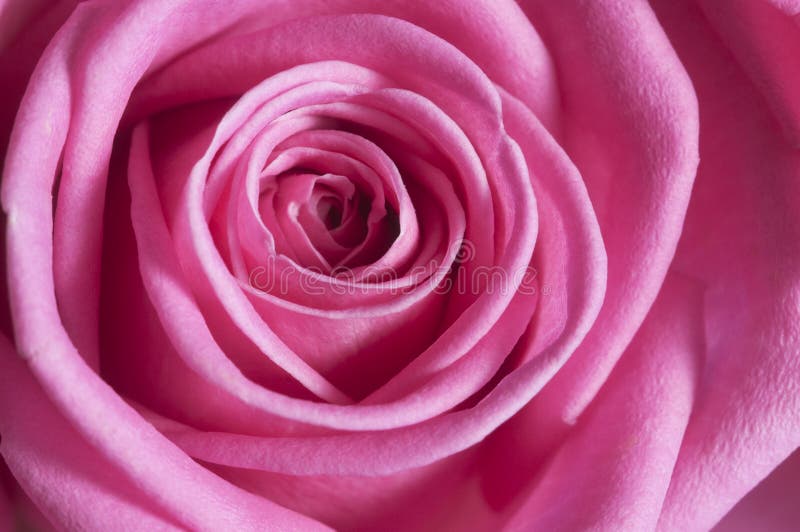 Roze bloemfragment macroshot stock afbeeldingen