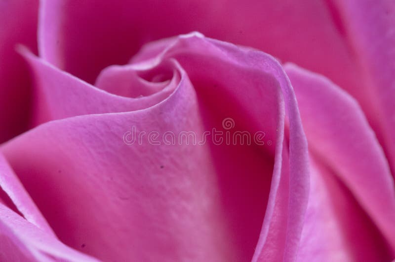 Roze bloemfragment macroshot royalty-vrije stock fotografie