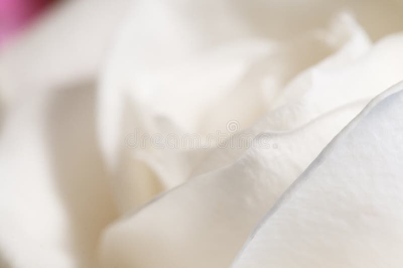 Roze bloemfragment macroshot royalty-vrije stock foto