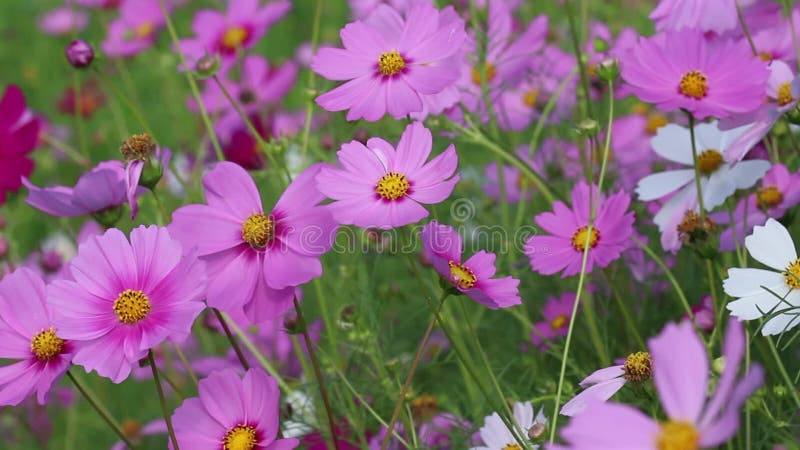 Roze bloemkosmos sulhureus bipinnatul veld met lichte bries in de ochtendtuin natuurlijke kleurrijke achtergrond