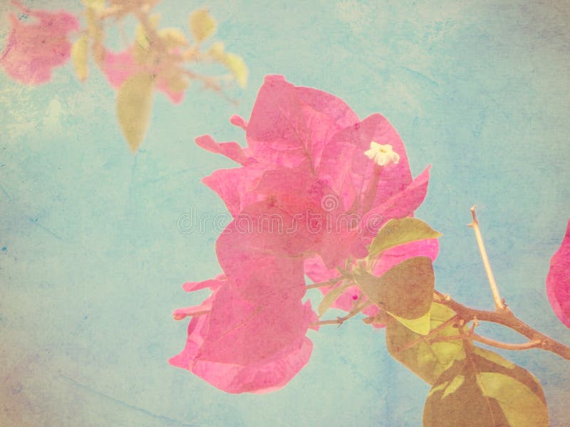 Roze bougainvilleabloem royalty-vrije illustratie Roze bougainvilleabloem royalty-vrije illustratie