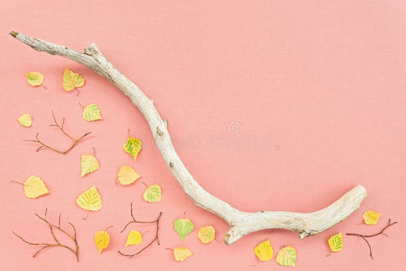 Roze canvas met de herfstbladeren en droge boomtak stock afbeeldingen Roze canvas met de herfstbladeren en droge boomtak stock afbeeldingen
