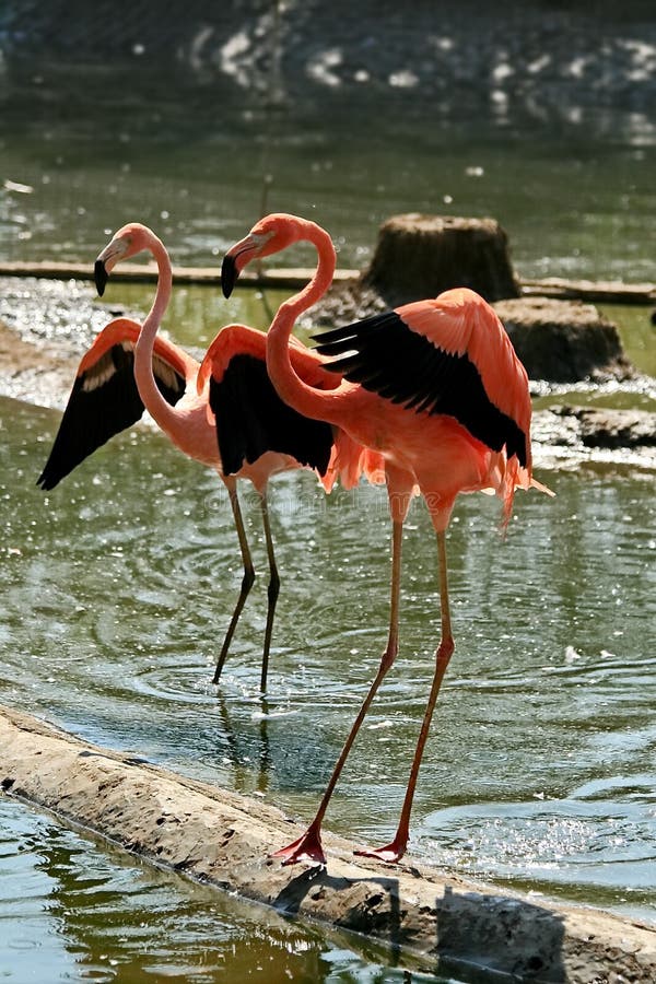 Roze Caraïbische flamingo lat Phoenicopterus Flamingodans Schoonheid, gunst, een speciale charme en een uniciteit van flamingo's stock afbeelding Roze Caraïbische flamingo lat Phoenicopterus Flamingodans Schoonheid, gunst, een speciale charme en een uniciteit van flamingo's stock afbeelding