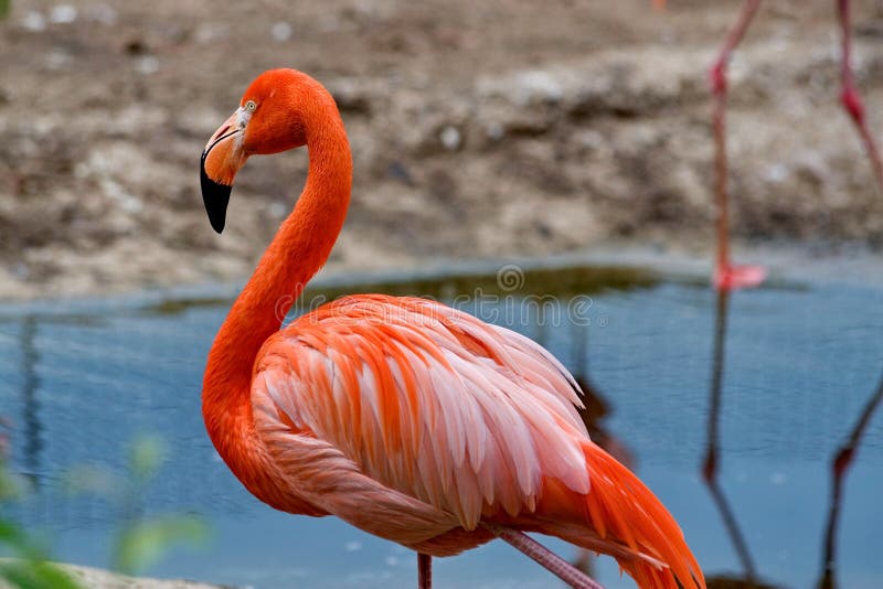 Roze Caraïbische flamingo lat Phoenicopterus Schoonheid, gunst, een speciale charme en een uniciteit van flamingo's stock foto's Roze Caraïbische flamingo lat Phoenicopterus Schoonheid, gunst, een speciale charme en een uniciteit van flamingo's stock foto's