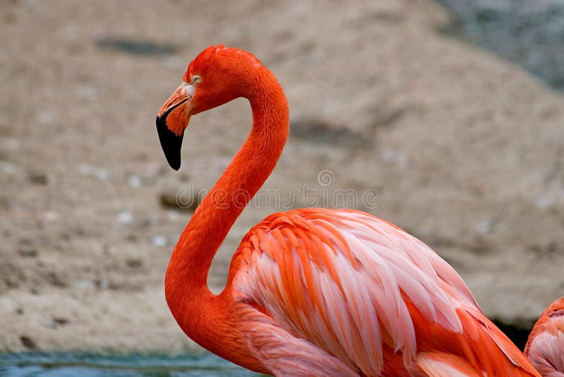 Roze Caraïbische flamingo Phoenicopterus Schoonheid, gunst, een speciale charme en een uniciteit van flamingo's royalty-vrije stock foto Roze Caraïbische flamingo Phoenicopterus Schoonheid, gunst, een speciale charme en een uniciteit van flamingo's royalty-vrije stock foto