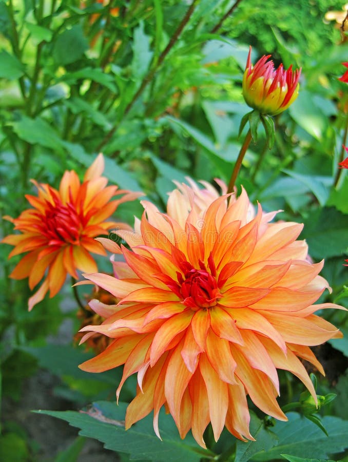 Roze dahlia royalty-vrije stock fotografie Roze dahlia royalty-vrije stock fotografie