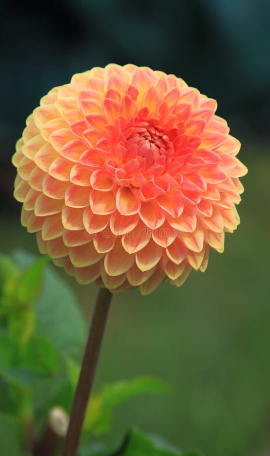 Roze Dahlia Flower stock foto Roze Dahlia Flower stock foto