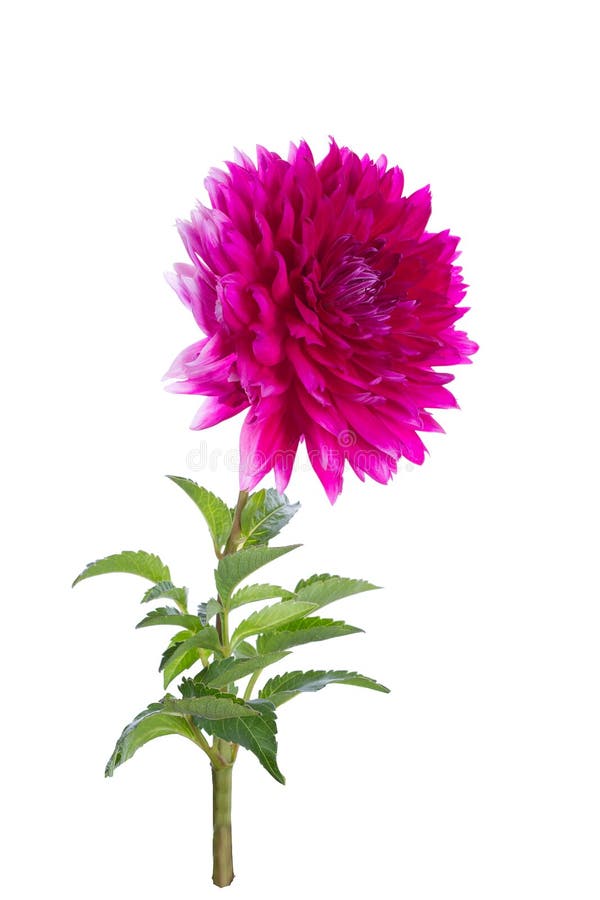 Roze dahlia op een lange steel royalty-vrije stock foto Roze dahlia op een lange steel royalty-vrije stock foto