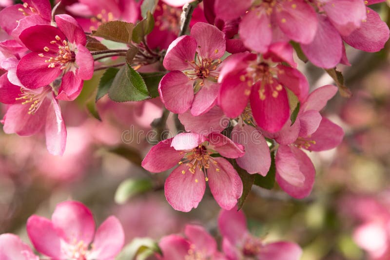 Roze de Boombloesems van Krabapple stock fotografie Roze de Boombloesems van Krabapple stock fotografie