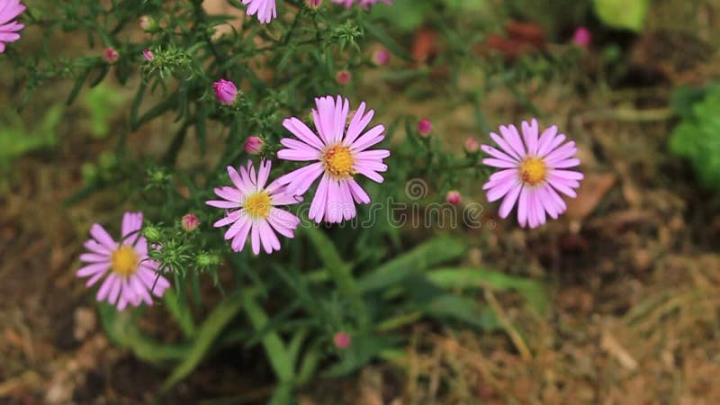 Roze de Kosmosbipinnatus van de de herfstbloem in de tuin Mexicaanse asterinstallatie in natuurlijk milieuclose-up