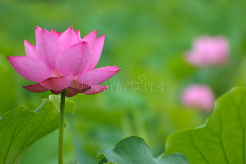 Roze de lotusbloembloem van de bloesem royalty-vrije stock foto's Roze de lotusbloembloem van de bloesem royalty-vrije stock foto's