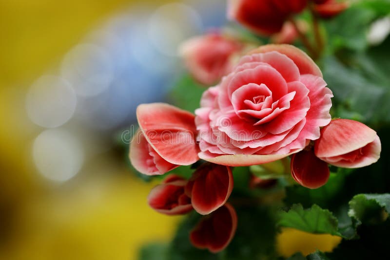 Roze die begonia's tegen kleurrijke achtergrond worden genomen