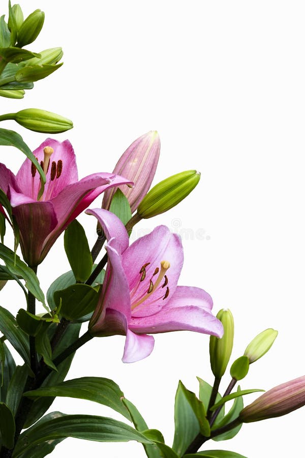 Roze die leliebloem op witte achtergrond wordt ge?soleerde Lily Lilium-hybridenbloem stock afbeeldingen Roze die leliebloem op witte achtergrond wordt ge?soleerde Lily Lilium-hybridenbloem stock afbeeldingen
