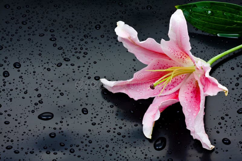 Beautiful pink stargazer lily (Lilium Stargazer) with waterdrops on black background. Beautiful pink stargazer lily (Lilium Stargazer) with waterdrops on black background