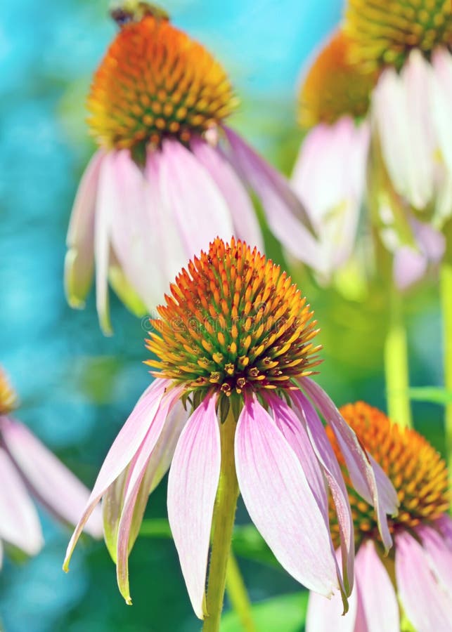 Roze Echinacea-bloemen royalty-vrije stock afbeelding Roze Echinacea-bloemen royalty-vrije stock afbeelding