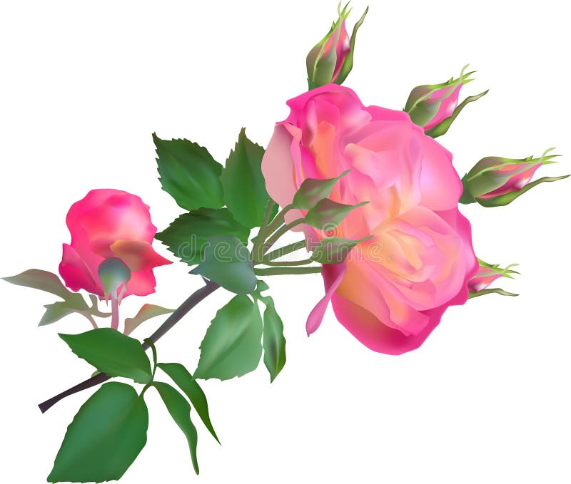 Roze en geel nam met bloei en knoppen op wit toe stock illustratie Roze en geel nam met bloei en knoppen op wit toe stock illustratie