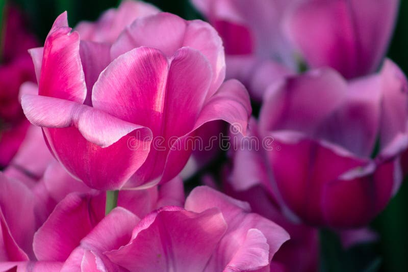 Roze en purpere tulpen die in Frederick Meijer Gardens in Grand Rapids Michigan bloeien royalty-vrije stock fotografie Roze en purpere tulpen die in Frederick Meijer Gardens in Grand Rapids Michigan bloeien royalty-vrije stock fotografie