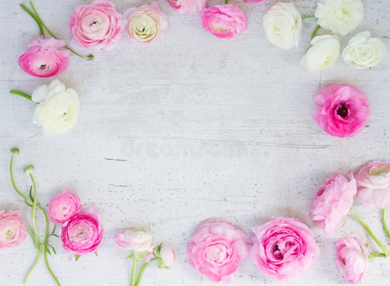 Roze en witte ranunculus bloemen royalty-vrije stock afbeeldingen Roze en witte ranunculus bloemen royalty-vrije stock afbeeldingen