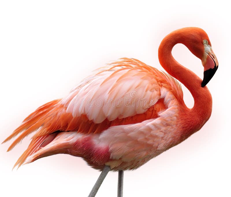 Roze Flamingo stock foto Roze Flamingo stock foto