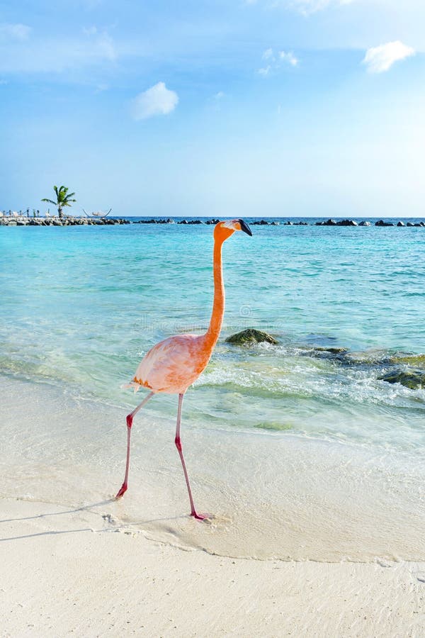 Roze flamingo die op het strand, het eiland van Aruba lopen stock fotografie Roze flamingo die op het strand, het eiland van Aruba lopen stock fotografie